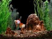 GoldFish Aquarium 2.0, tu acuario virtual
