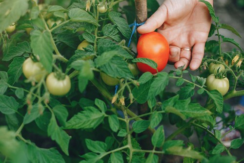 Tomatera