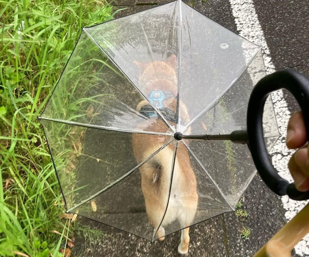 Los paraguas para perros existen y así es cómo se utilizan: es una "Maravilla de invento" 