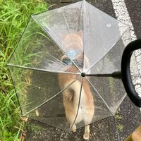 Los paraguas para perros existen y así es cómo se utilizan: es una "Maravilla de invento" 