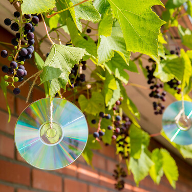 No es para decorar: para qué sirve colgar los CD en el balcón 