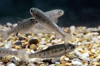 Peces con personalidad