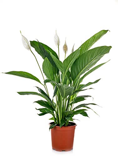 Verdecora Planta Spathiphyllum - Lirio de la Paz