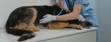 Los perros también pueden padecer Párkinson, así es cómo debemos actuar ante esta enfermedad 
