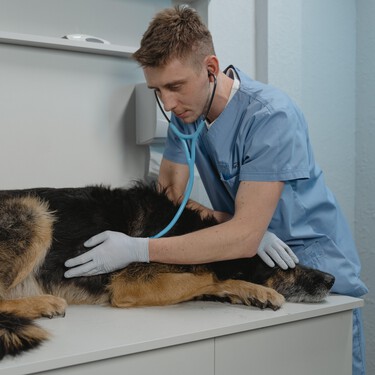 Los perros también pueden padecer Párkinson, así es cómo debemos actuar ante esta enfermedad 