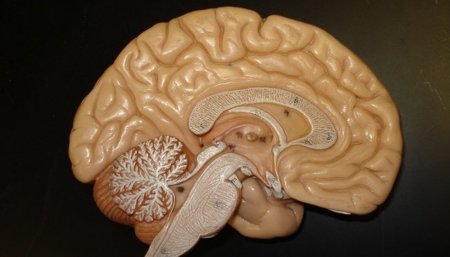 La Creatina puede ser beneficiosa para nuestro cerebro