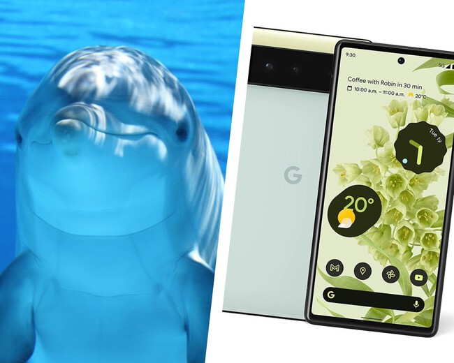 dolphingemma
