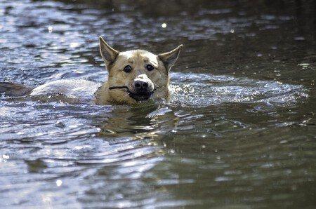 Idea para refrescar a tu perro en verano y en olas de calor