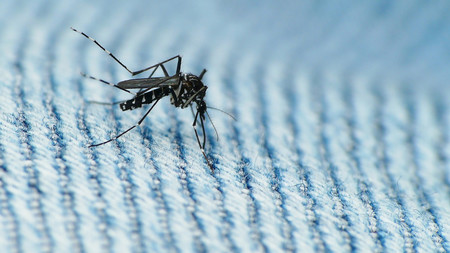 Ni repelentes, ni modificación genética, ni venenos: estos señuelos "caseros" son increíblemente eficaces contra los mosquitos
