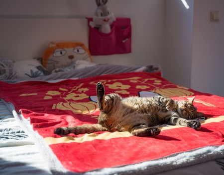 Los beneficios científicamente probados de echar la siesta después de comer