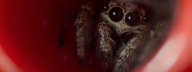 Esta semana en Apple TV+: animales en miniatura, el beagle más famoso y el origen de Billy Eilish Esta semana en Apple TV+: animales en miniatura, el beagle más famoso y el origen de Billy Eilish