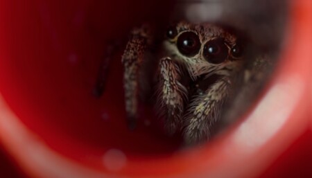 Esta semana en Apple TV+: animales en miniatura, el beagle más famoso y el origen de Billy Eilish