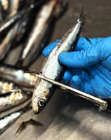 Conservas La Brujula