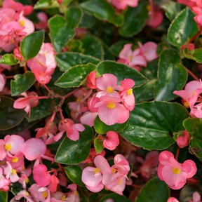 Cinco plantas trepadoras con flor para tapar paredes feas, sosas y con desconchones 