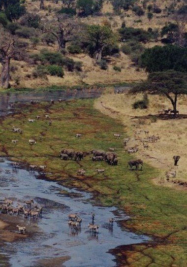 Tarangire river