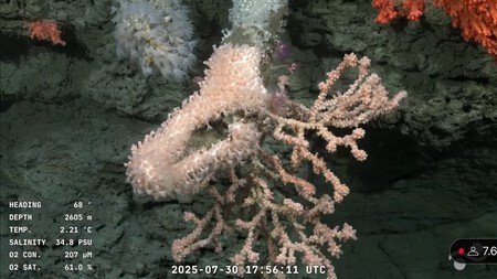 Animal 7