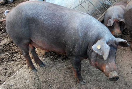 Beneficios de la carne de cerdo