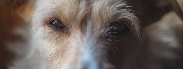 ¿Perro de raza o perro mestizo? Las ventajas y desventajas de cada uno de ellos 