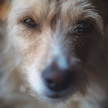 ¿Perro de raza o perro mestizo? Las ventajas y desventajas de cada uno de ellos 