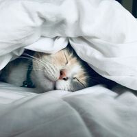 O milagre do sono: cientistas descobrem mecanismos que ajudam na inteligência, produção de músculos e queima de gordura 