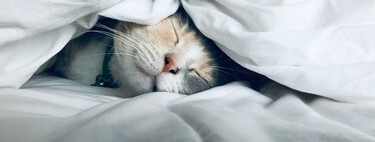 O milagre do sono: cientistas descobrem mecanismos que ajudam na inteligência, produção de músculos e queima de gordura