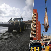 Qué demonios está pasando en las playas de Torrevieja, Orihuela y Pilar de la Horadada para que estén apareciendo varados atunes de 300 kilos