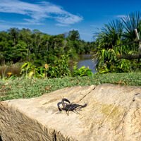 Veneno do escorpião amazônico demonstra enorme potencial para cura do câncer de mama 