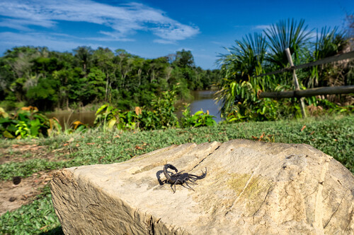 Escorpião na Amazônia | Fonte: Getty Images