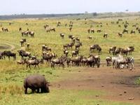 De safari por Africa (resumen)