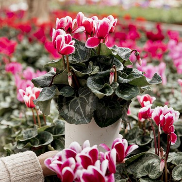 Ya en Aldi la planta resistente al frío, ideal para dar color a tu hogar en invierno