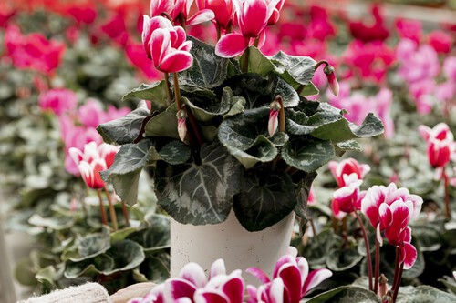 Cyclamen