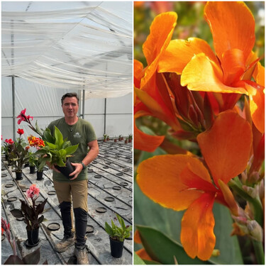Ángel Illescas, experto en plantas: "Esta es la planta con flores de colores que vamos a tener florecida todo el verano" 