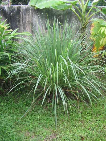 Yosrinov04pokok Se8rai