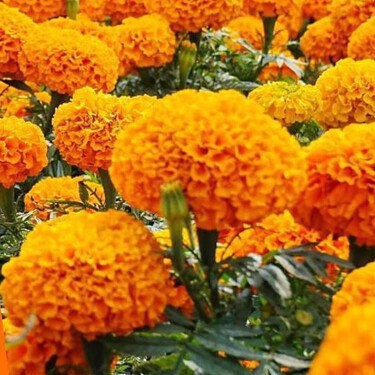 Todo sobre el Festival de Flores de Cempasúchil en CDMX: fechas, horarios y sedes para encontrar la "flor de 20 pétalos"