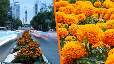 Todo sobre el Festival de Flores de Cempasúchil en CDMX: fechas, horarios y sedes para encontrar la "flor de 20 pétalos"