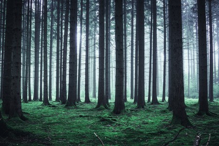 Bosque Niebla Siluetas