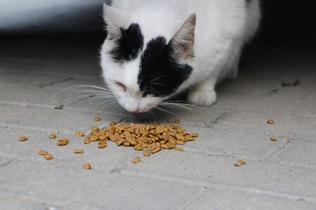 Alimentacion En Gatos Esterilizados
