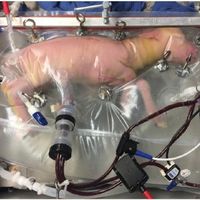 Logran llevar a término a una oveja prematura en un útero artificial, otra vez 