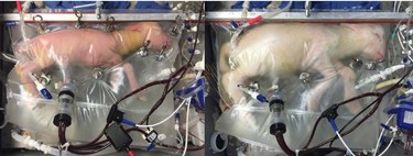 Logran llevar a término a una oveja prematura en un útero artificial, otra vez 