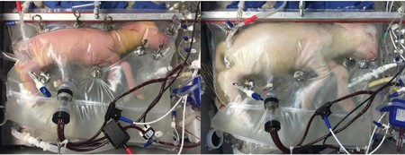 Logran llevar a término a una oveja prematura en un útero artificial, otra vez
