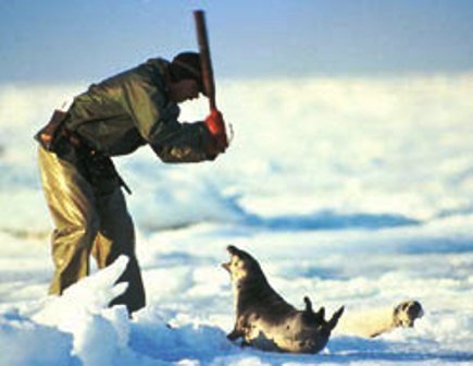 Singularidades extraordinarias de animales ordinarios (XXII): la foca