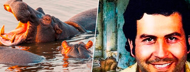 Pablo Escobar encheu a Colômbia de hipopótamos acidentalmente; agora o país tem plano para exterminá-los 