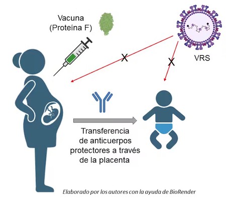vacunaVRS-embarazadas