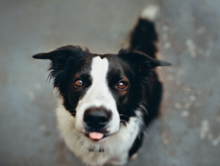border-collie-perro