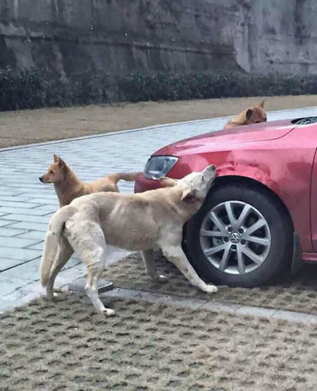 China Perro Muerde Coche 2