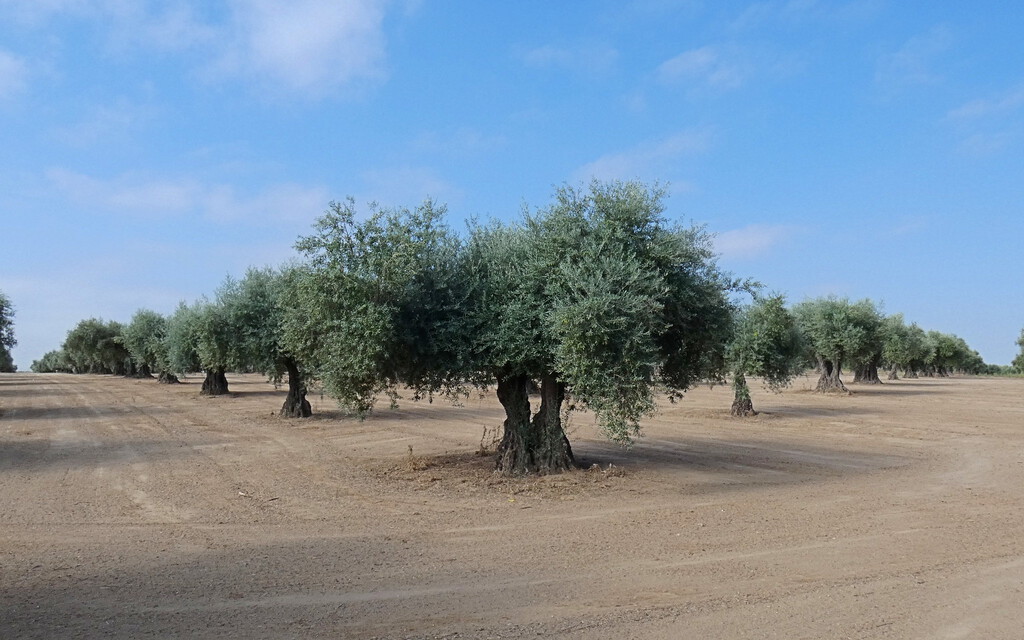 Pese a las lluvias, el miedo no abandona al aceite español: la 