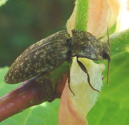 Para identificar la especie de este insecto hay que fijarse en la forma de su pene