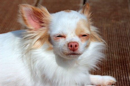 Perro pequeño