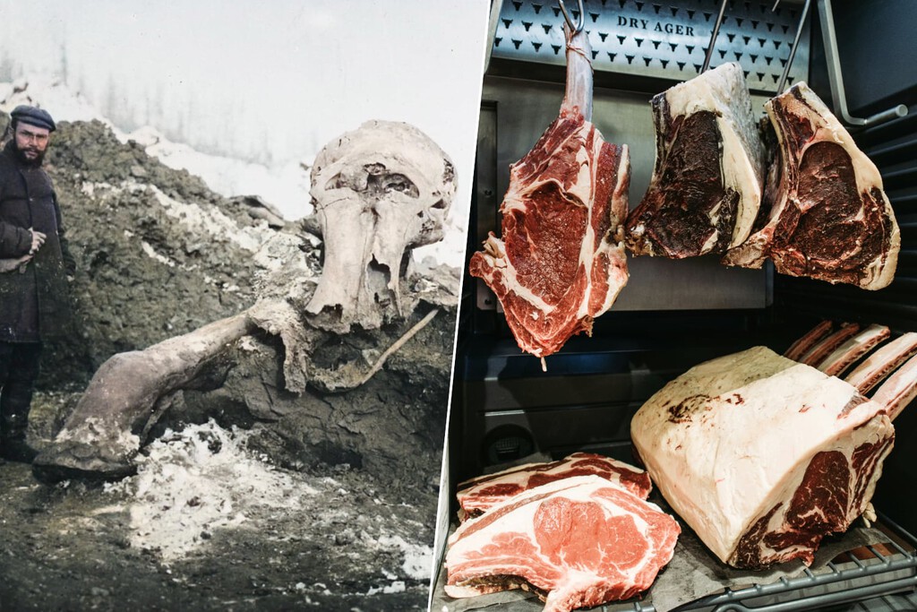 En 1901 unos exploradores rusos se encontraron el cadáver de un mamut congelado. Lo que pasó con su carne es un misterio