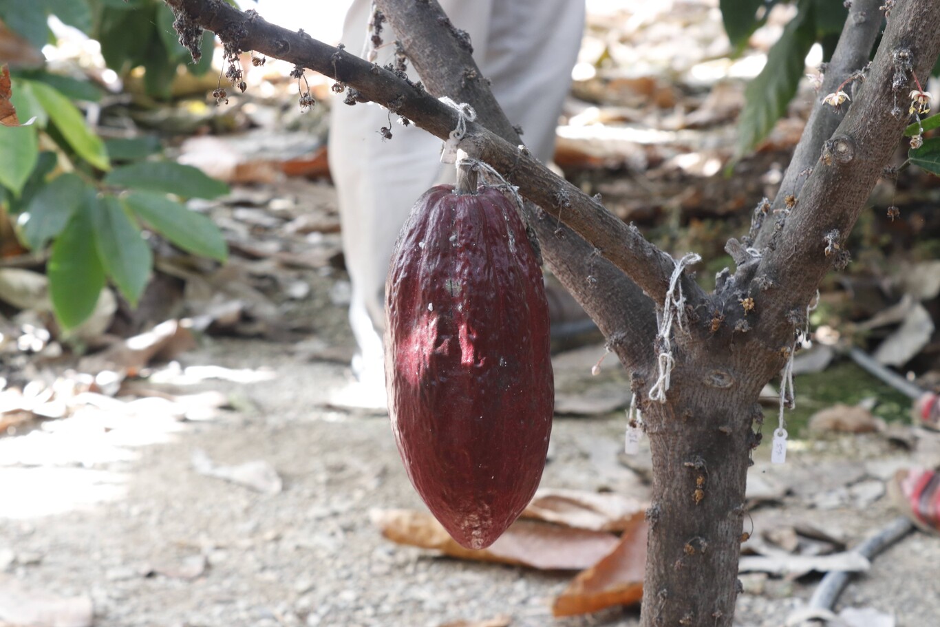 Vaina de cacao de uno de los árboles cultivados en el IHSM La Mayora